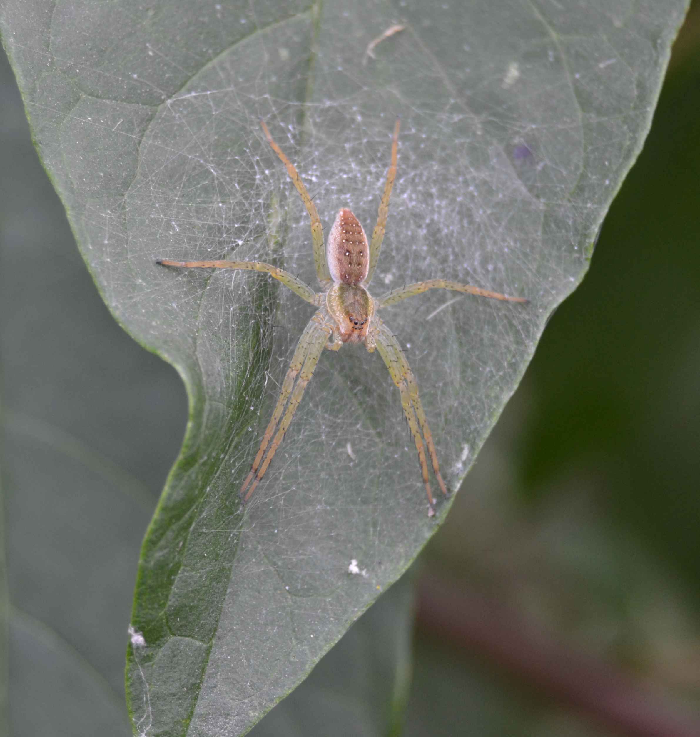 Dolomedes sp.