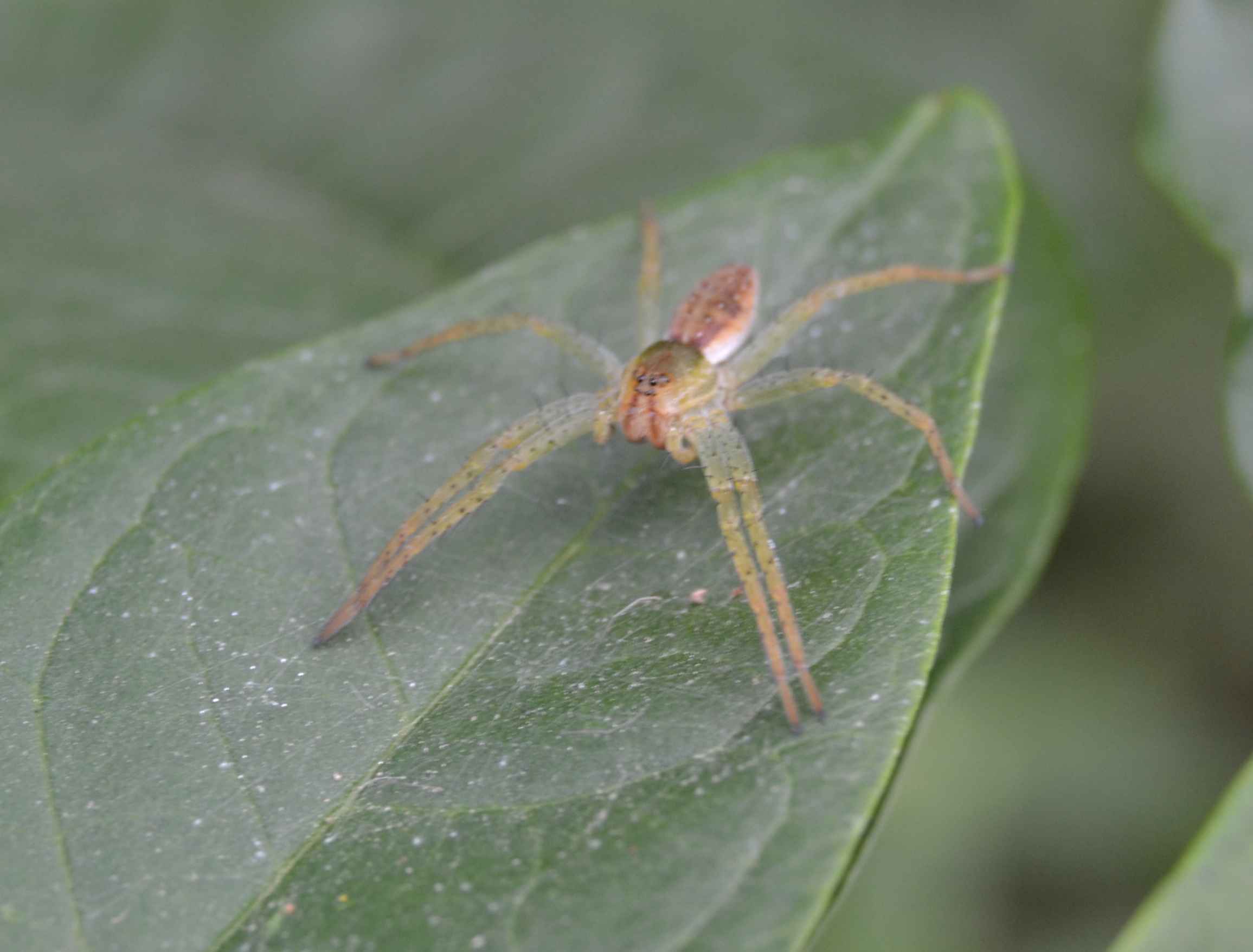 Dolomedes sp.