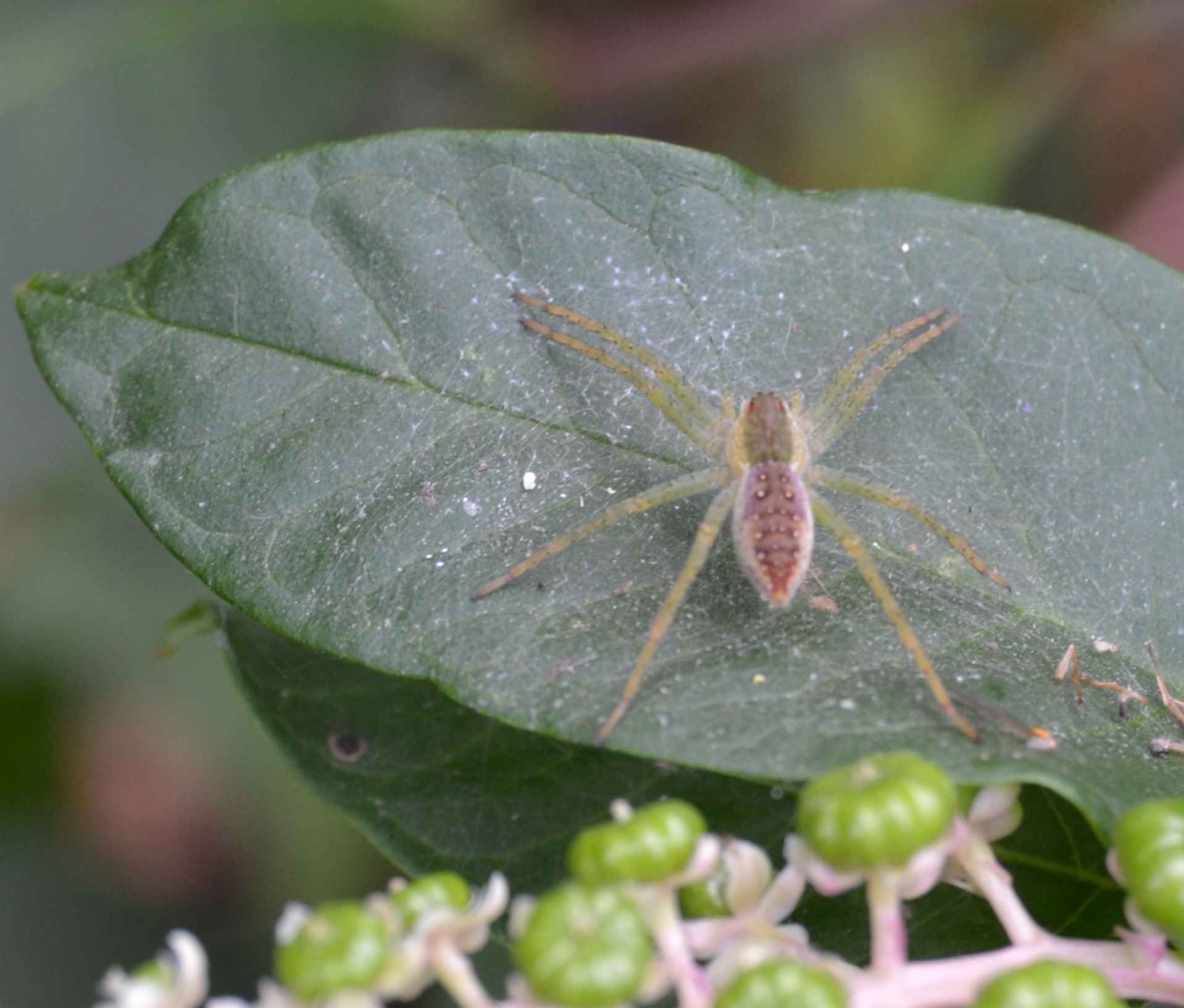 Dolomedes sp.