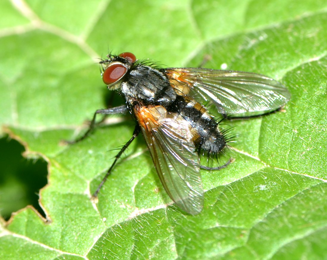 Thelaira solivaga (Tachinidae)