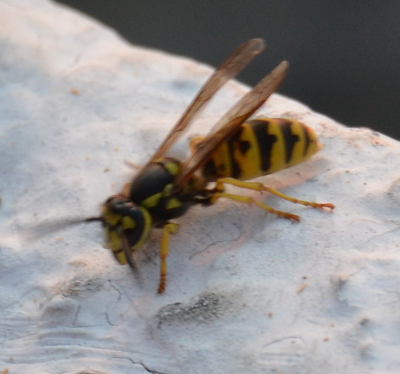 Vespula germanica