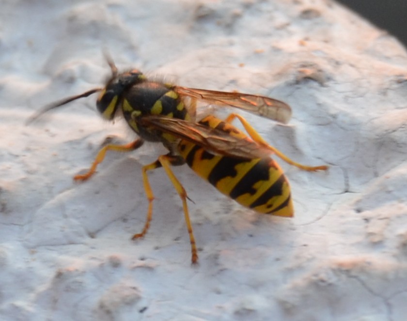 Vespula germanica