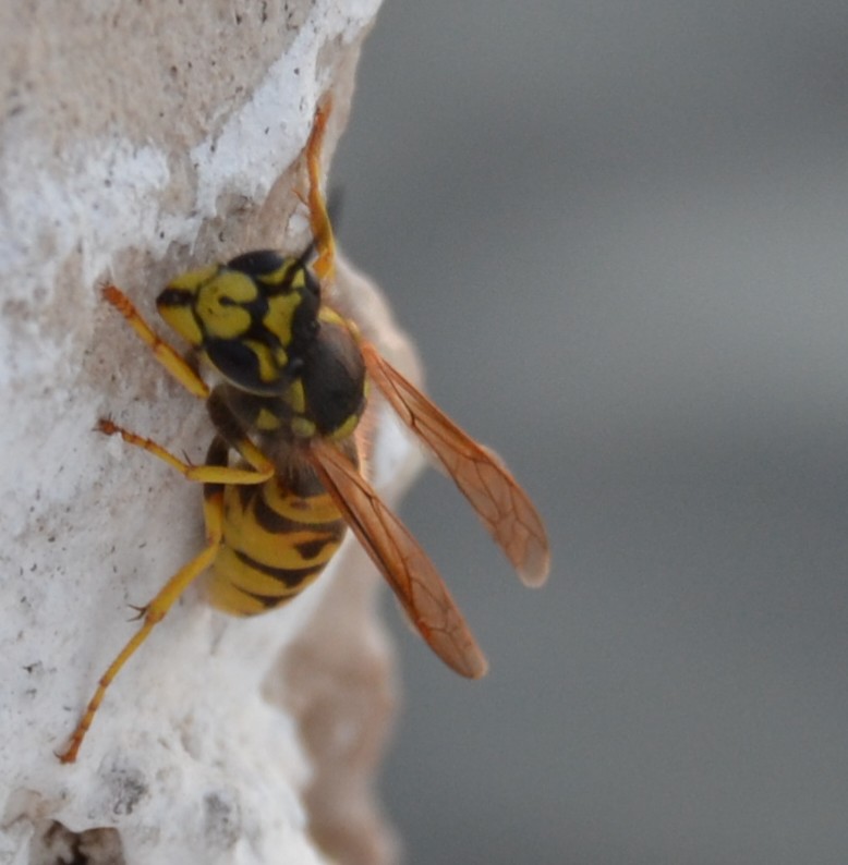 Vespula germanica