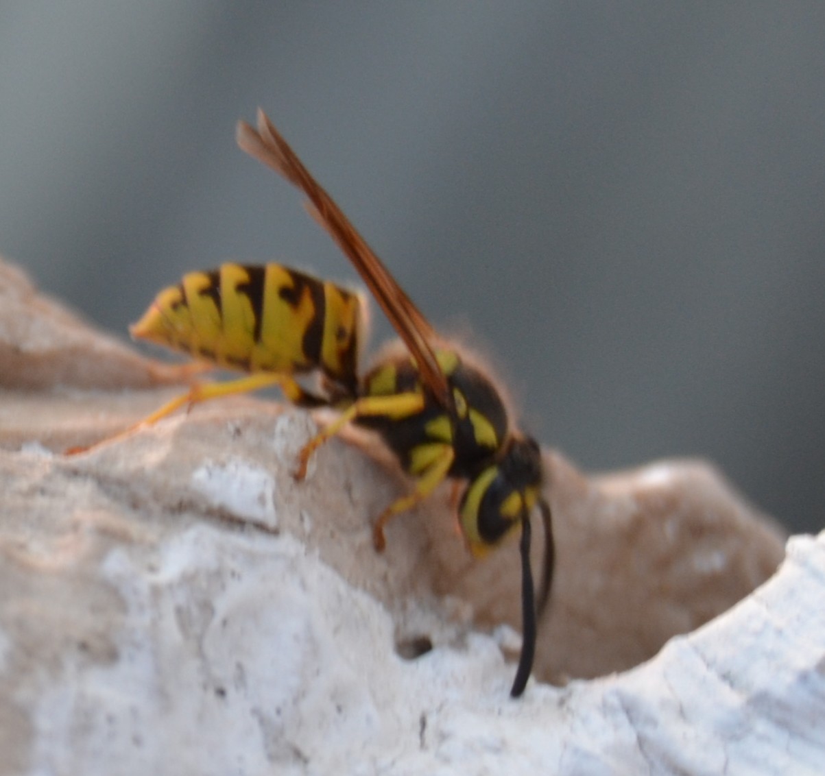 Vespula germanica