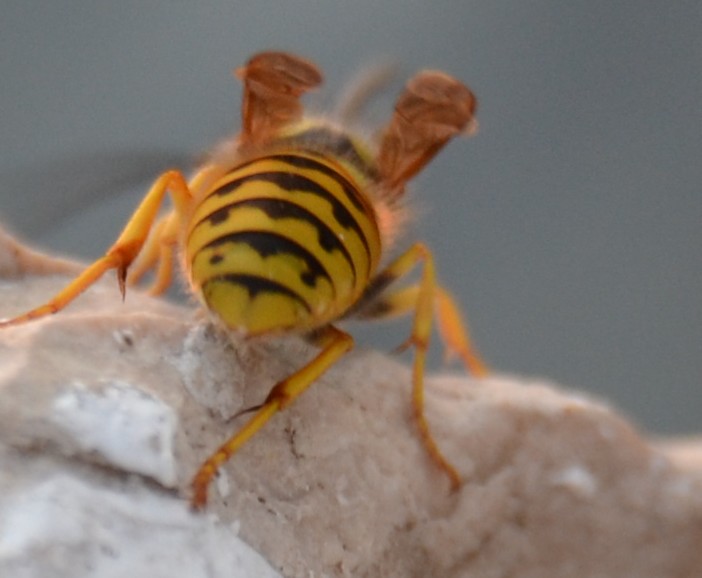 Vespula germanica