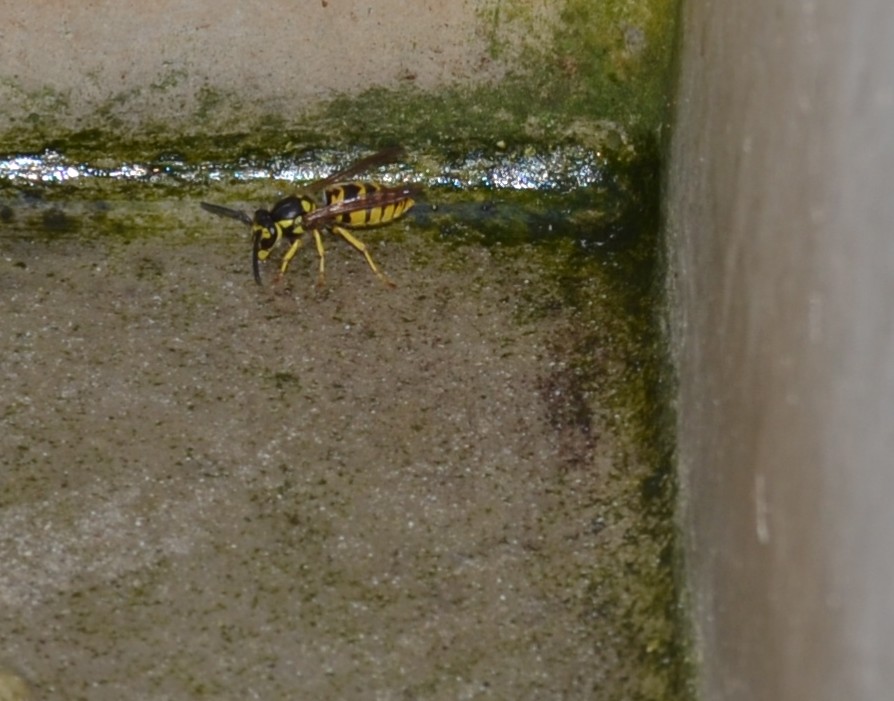 Vespula germanica