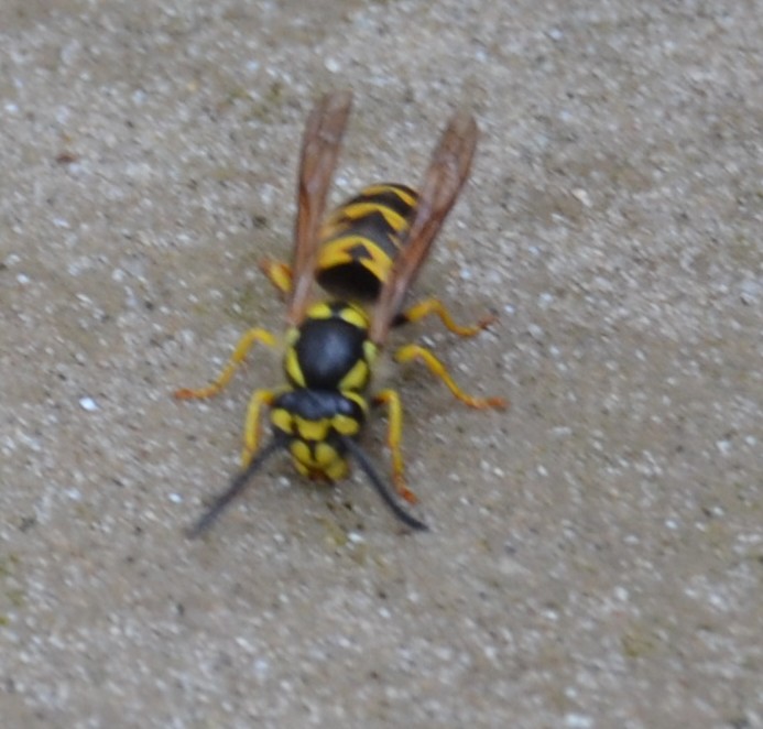 Vespula germanica