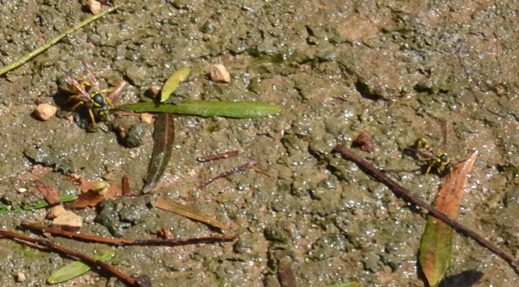 Vespula germanica