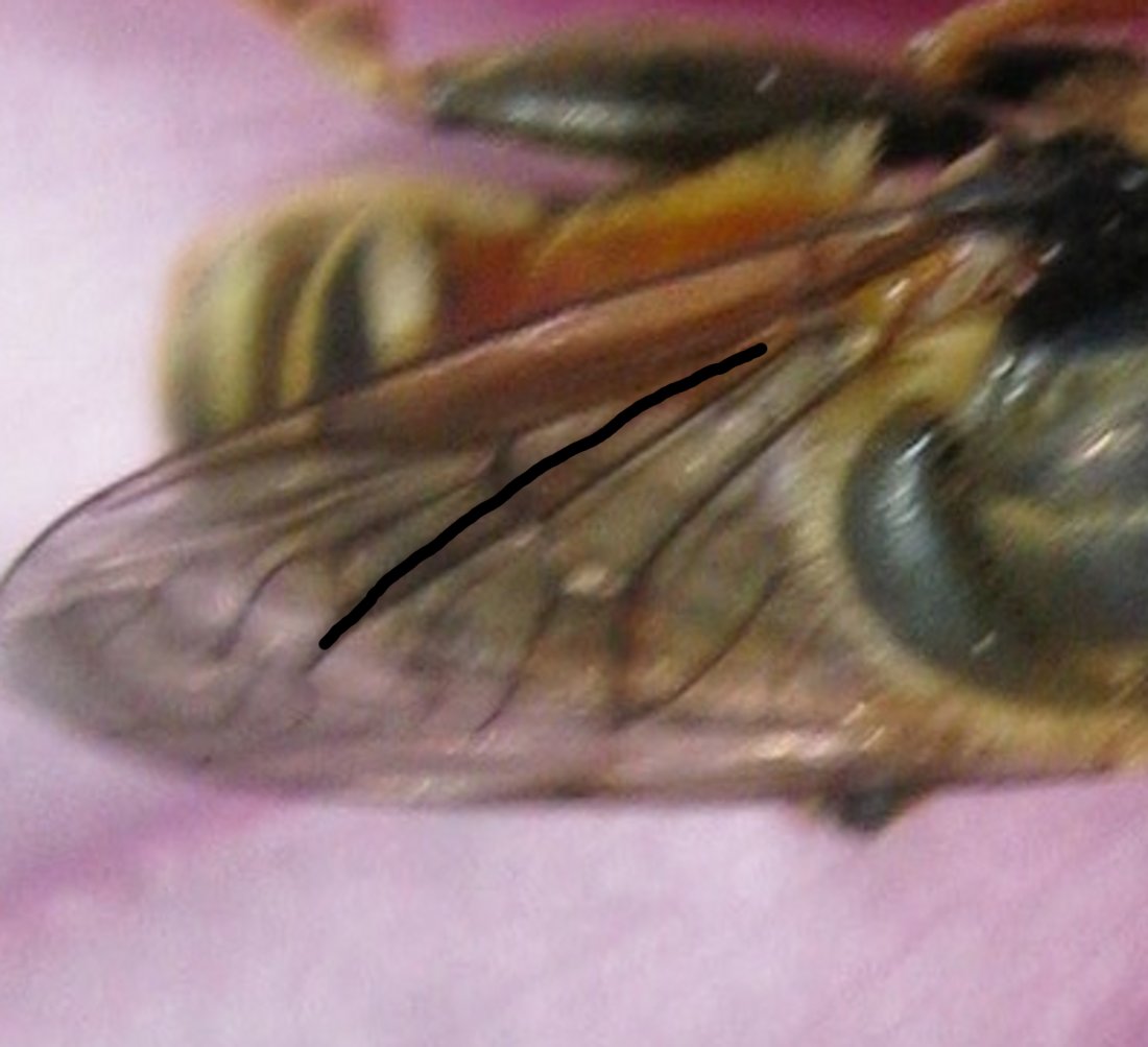 e un Syrphidae ?