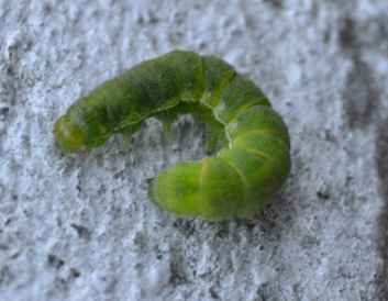 Larva da identificare