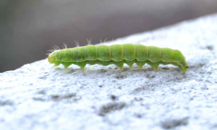 Larva da identificare