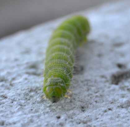 Larva da identificare