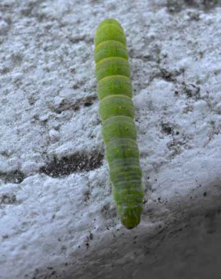 Larva da identificare