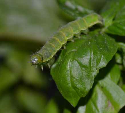 Larva da identificare