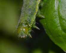 Larva da identificare