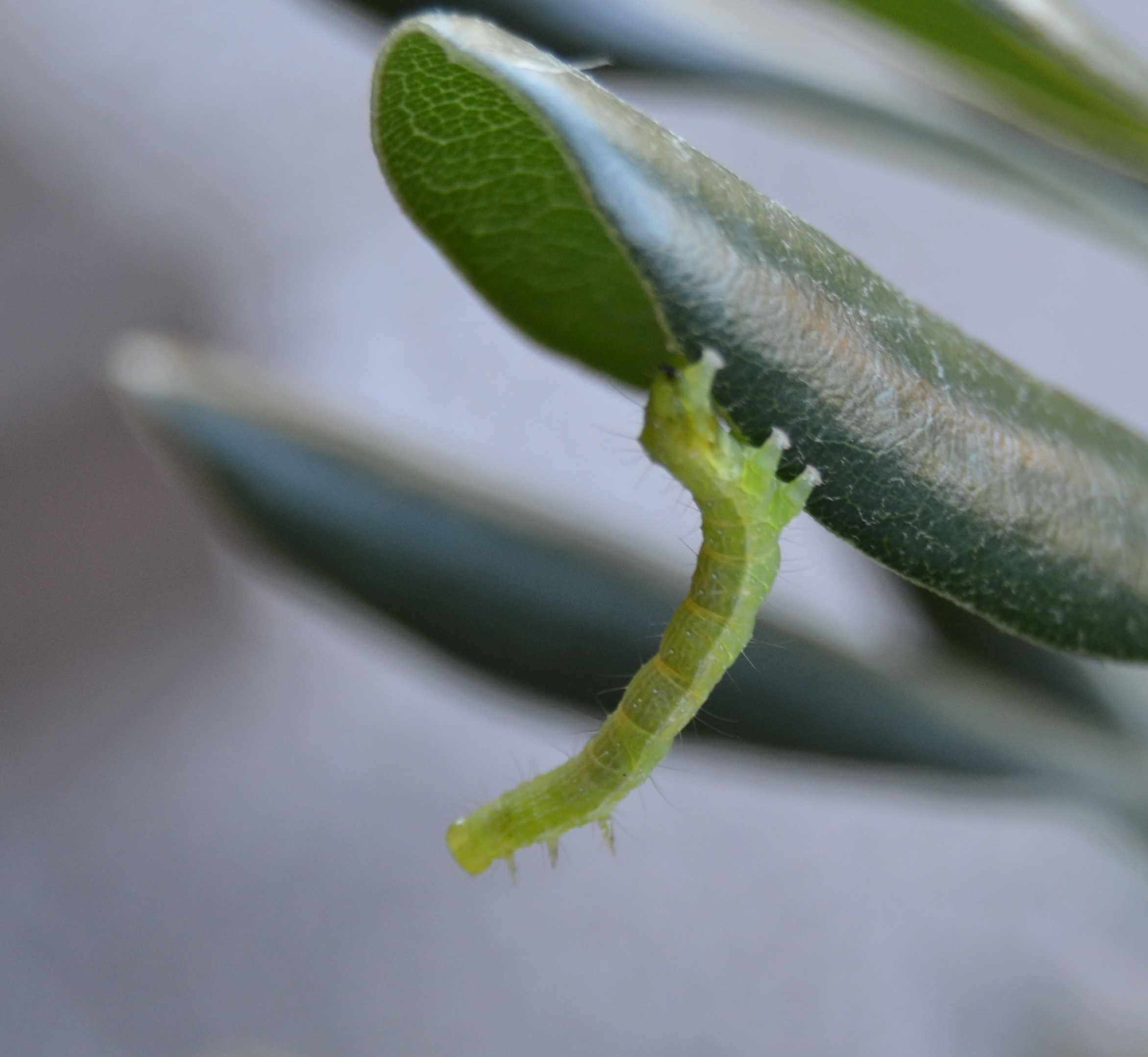 Larva da identificare