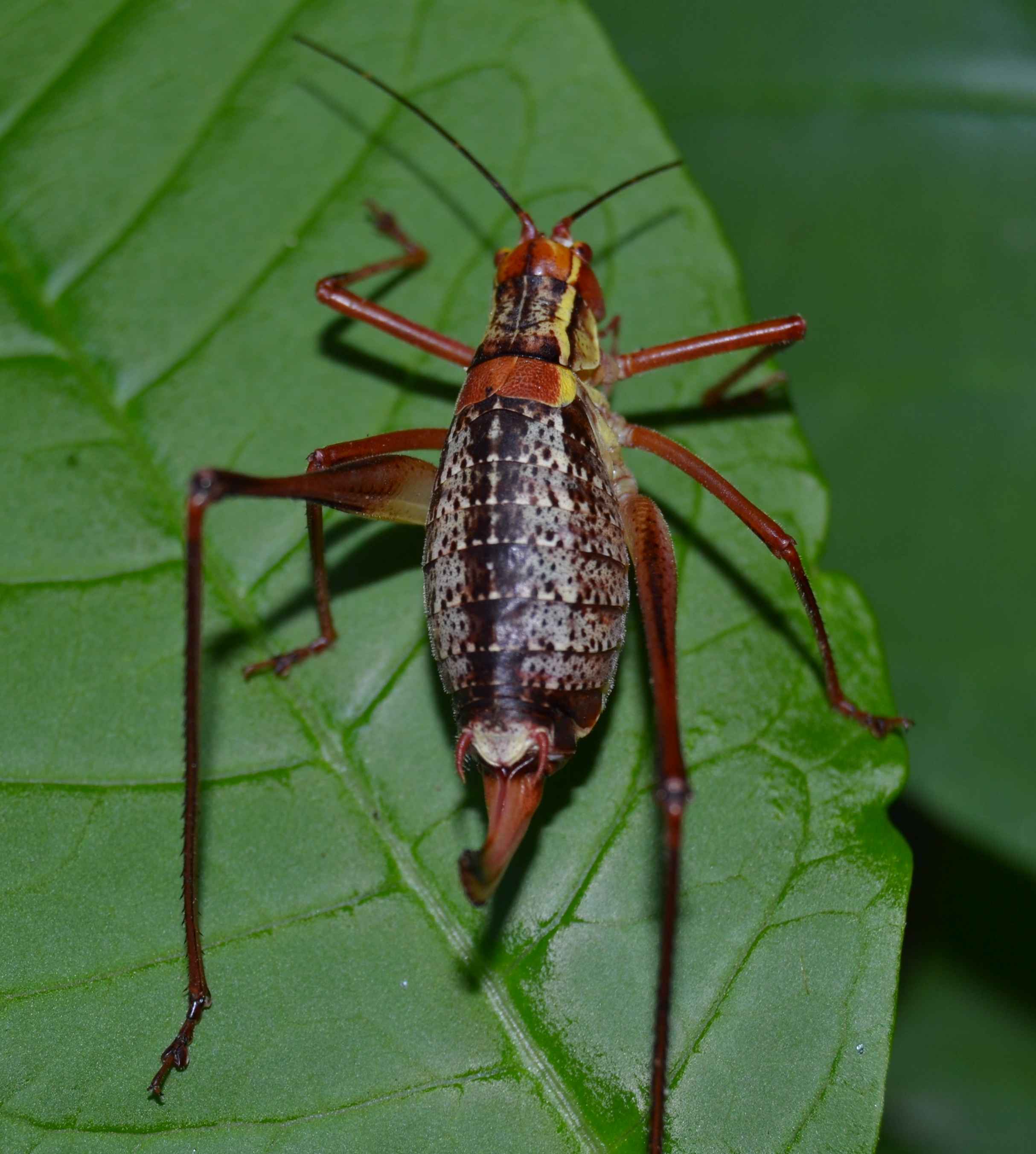 Ortottero da identificare (grillo?): Barbitistes sp.