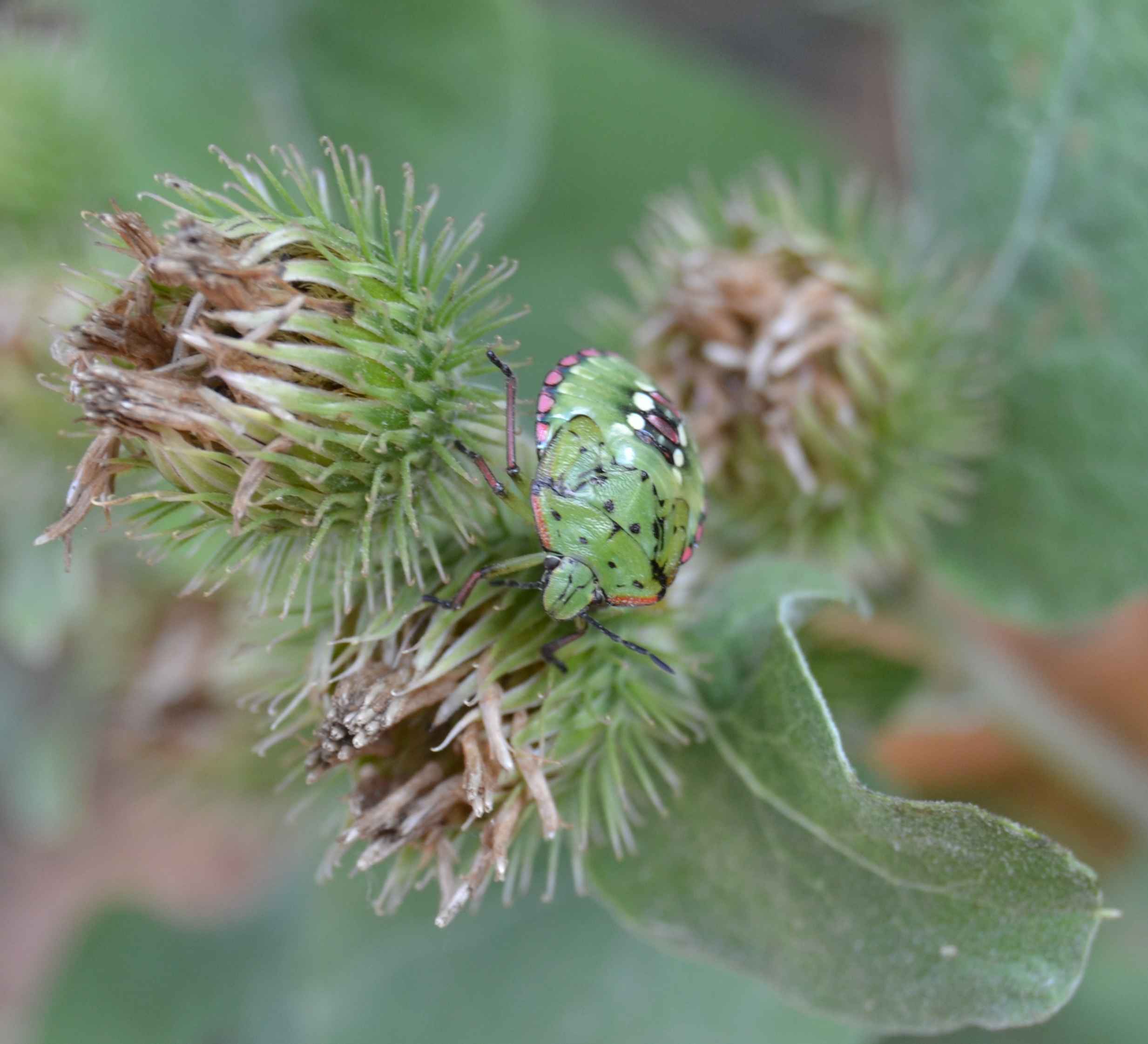 Ninfe della medesima cimice [Nezara viridula]?