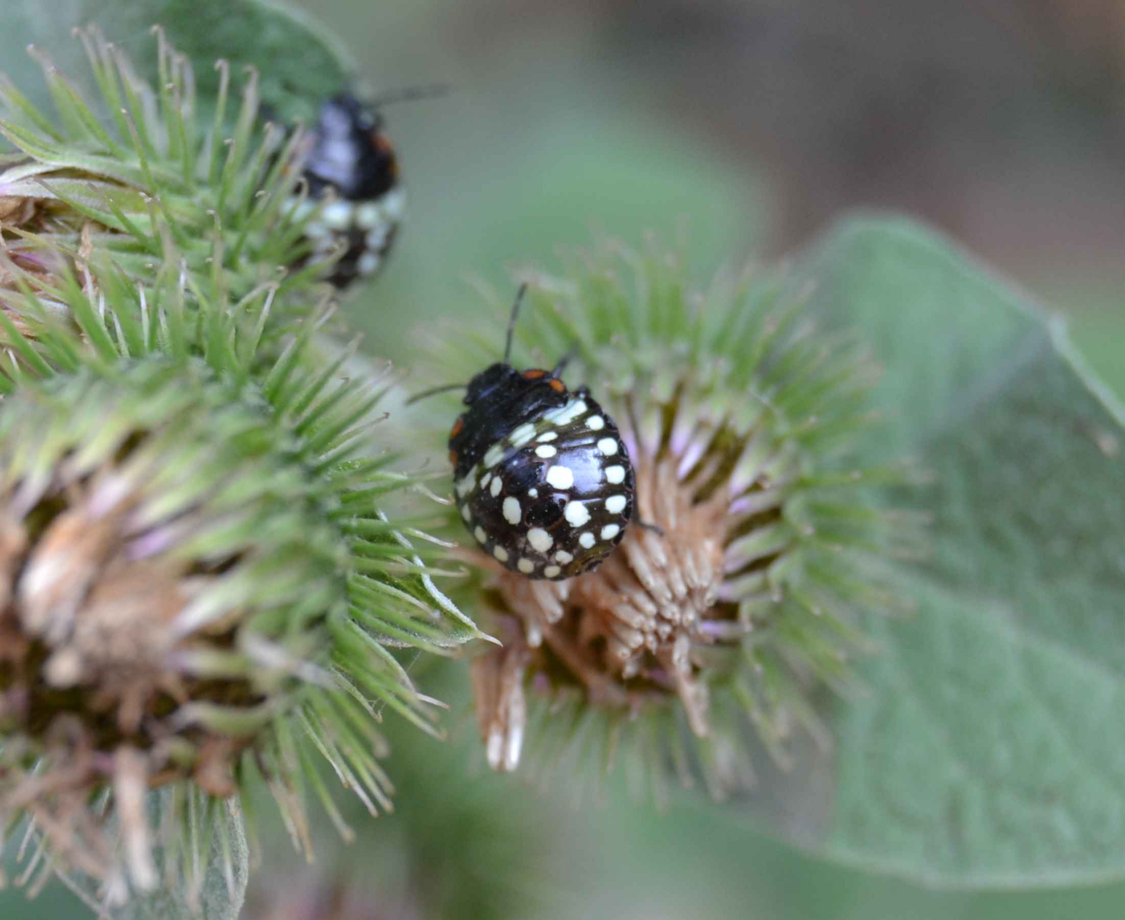 Ninfe della medesima cimice [Nezara viridula]?