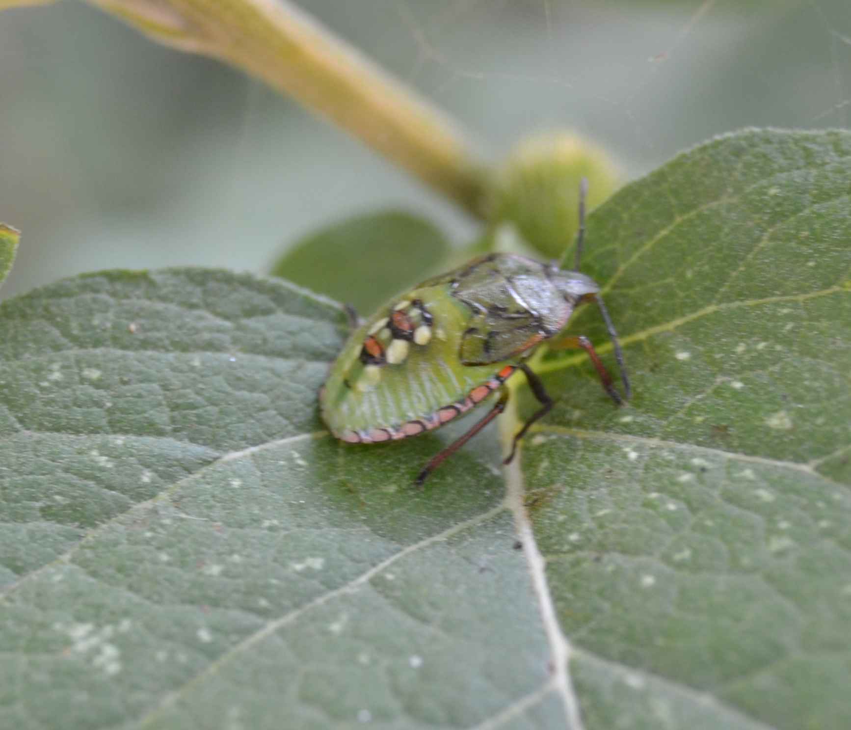 Ninfe della medesima cimice [Nezara viridula]?