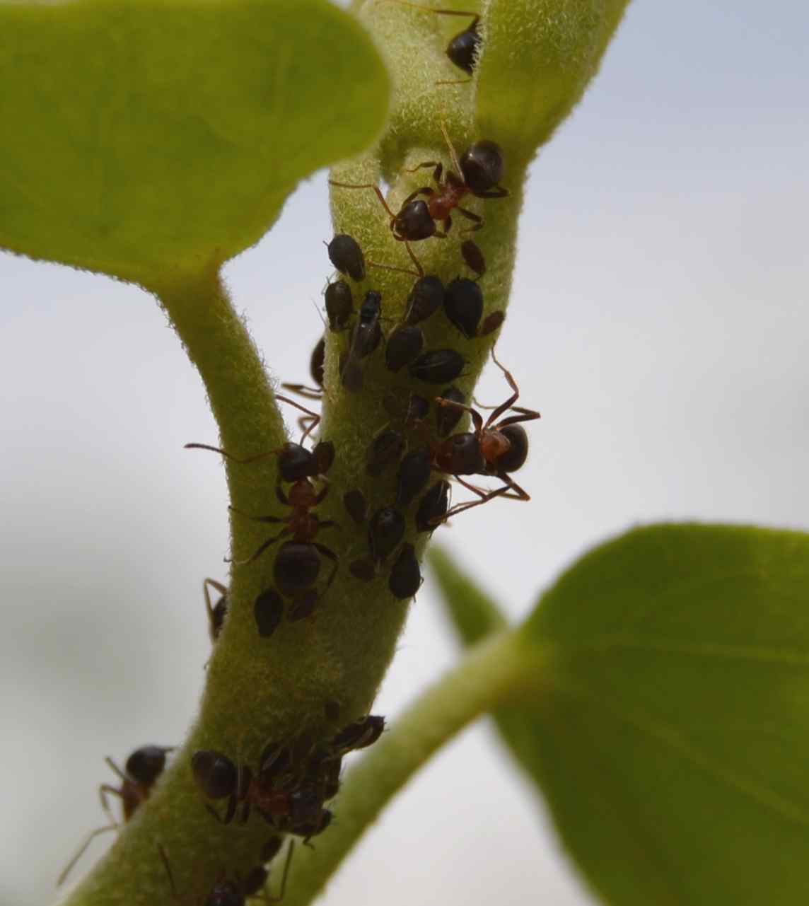 Lasius (probabile Lasius emarginatus) con afidi