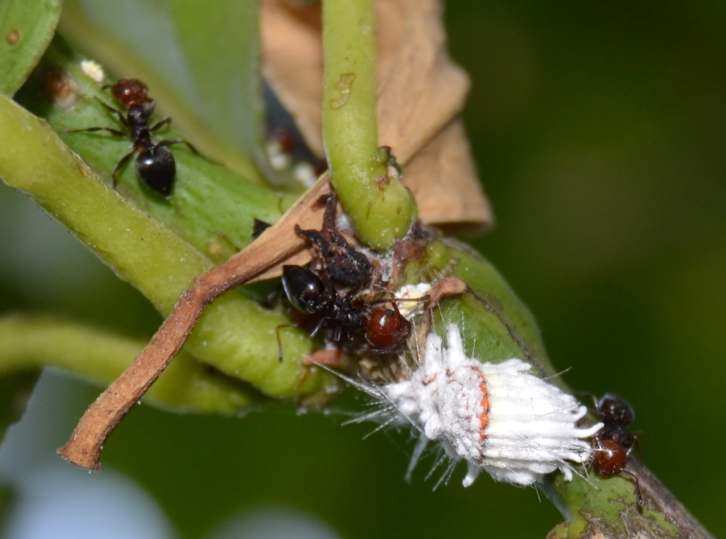 Crematogaster Scutellaris alleva Icerya purchasi