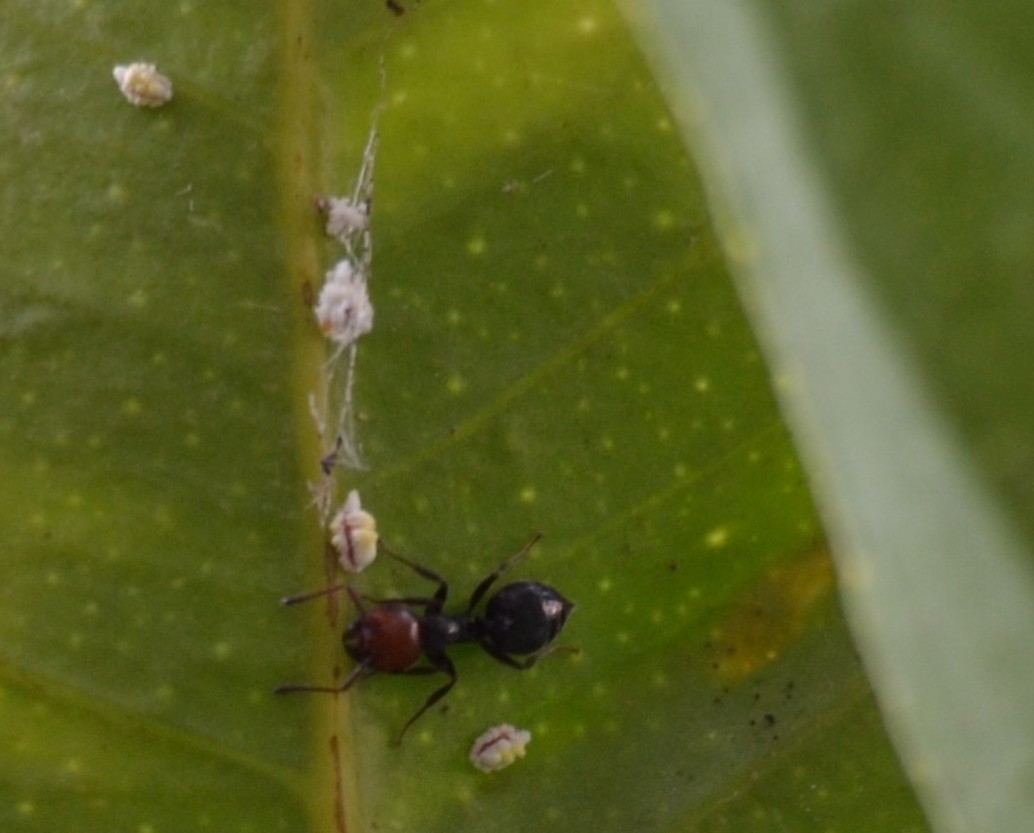 Crematogaster Scutellaris alleva Icerya purchasi