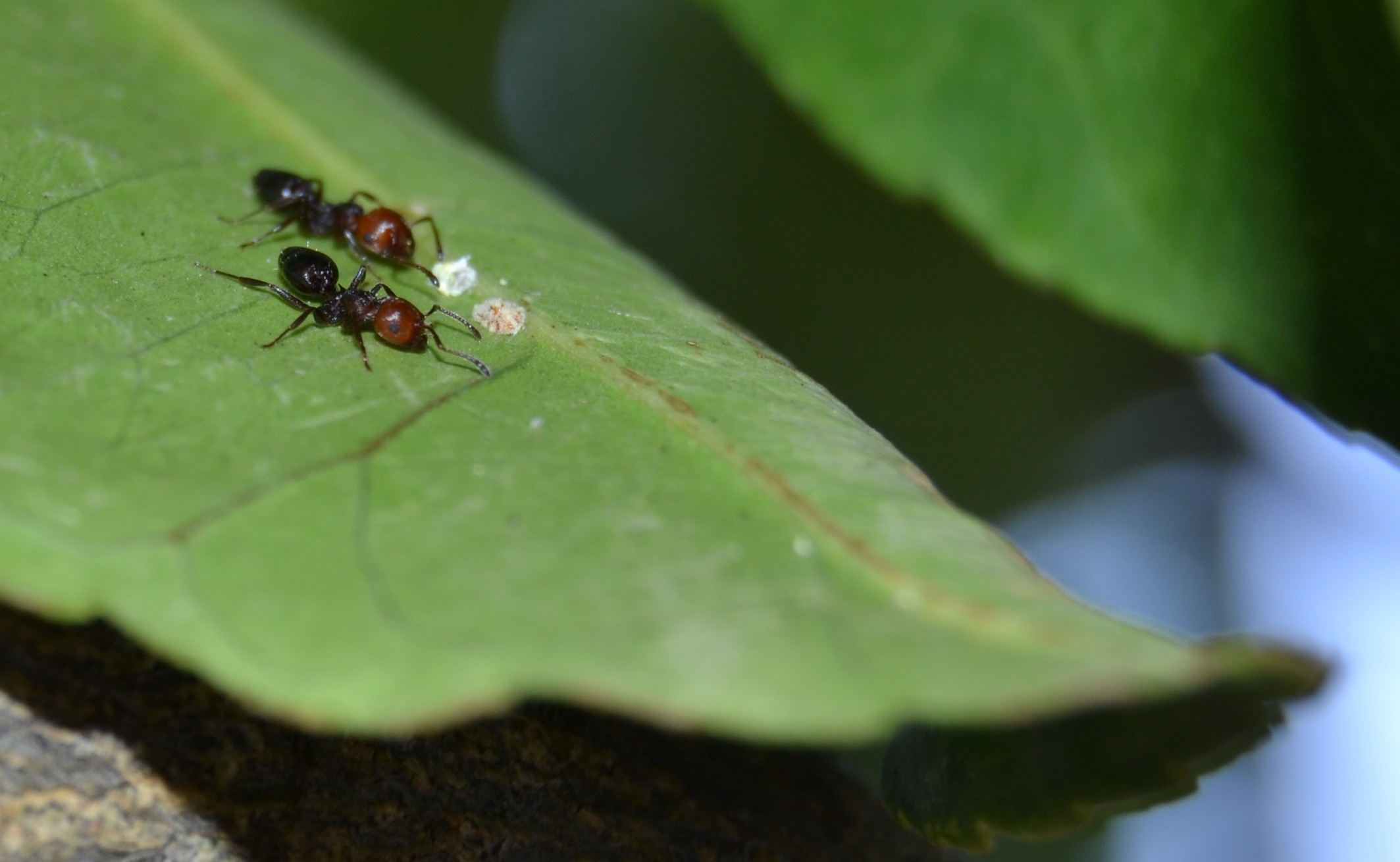 Crematogaster Scutellaris alleva Icerya purchasi