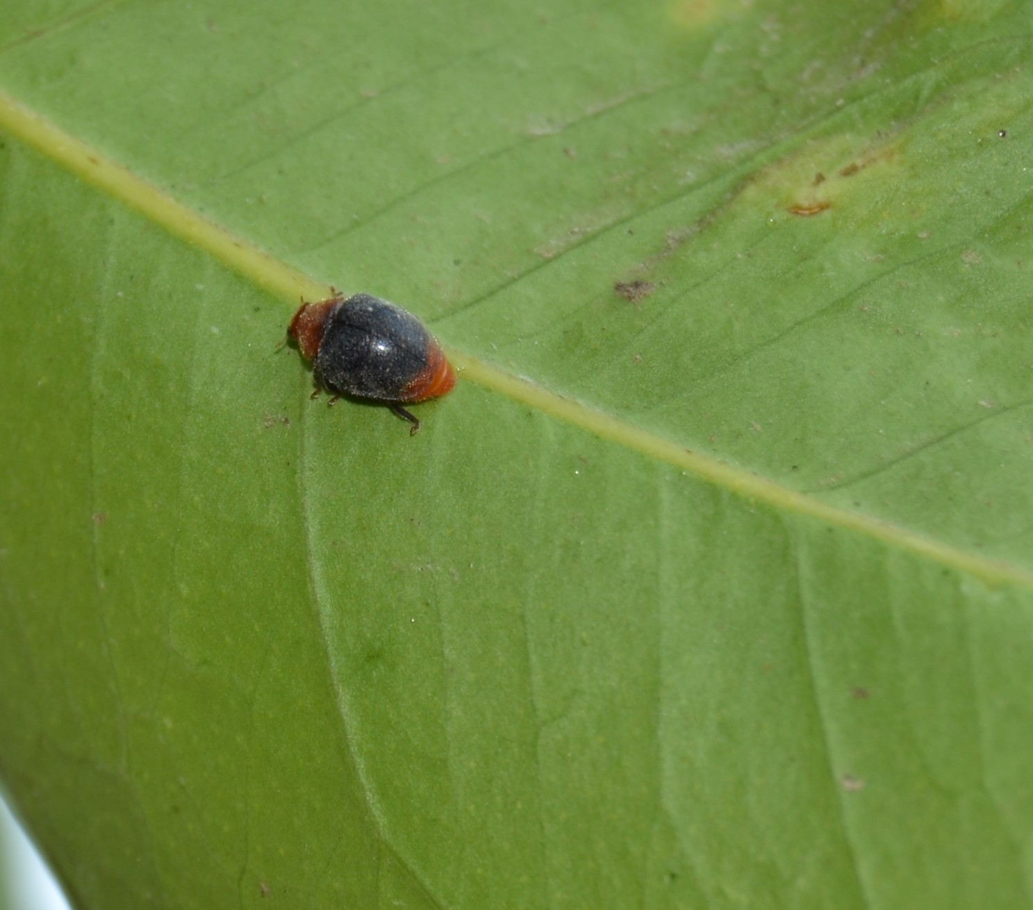 Crematogaster Scutellaris alleva Icerya purchasi