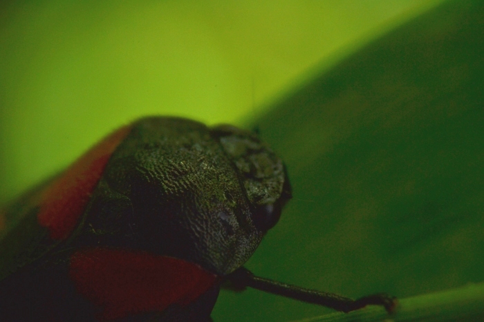 Cercopis vulnerata