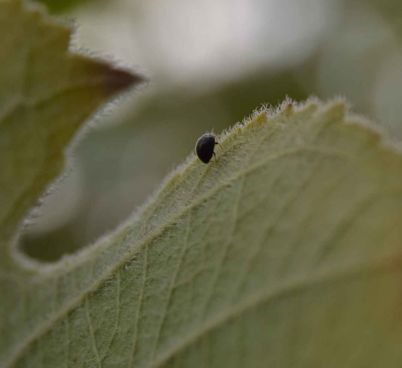 Lasius (probabile Lasius emarginatus) con afidi