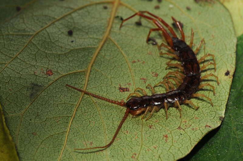 Litobiomorfo ( Eupolybotrrus sp.)