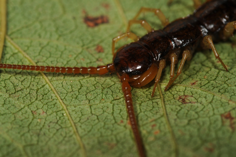 Litobiomorfo ( Eupolybotrrus sp.)