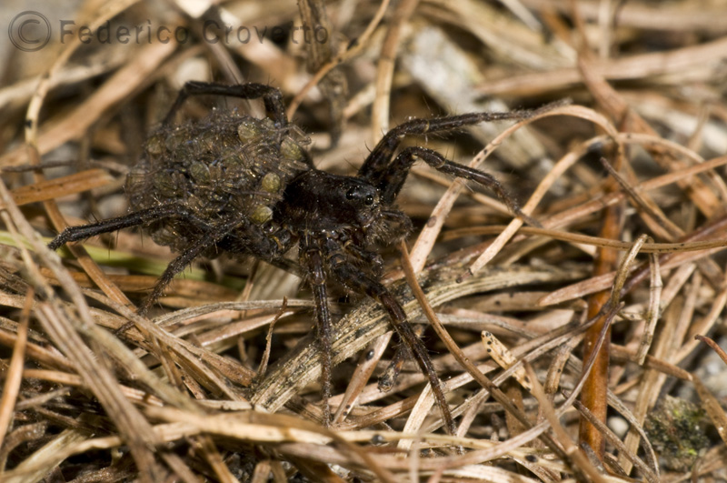 Pardosa sp.