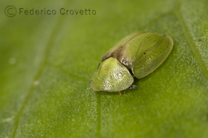 Cassida sp.