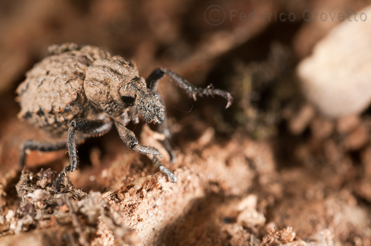 Brachyceridae:  Brachycerus sp.