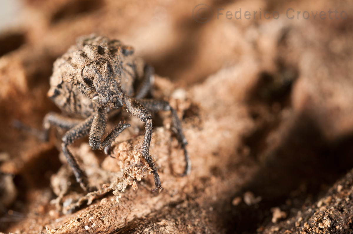 Brachyceridae:  Brachycerus sp.