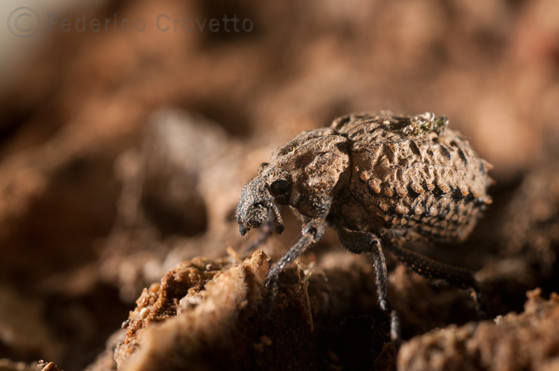 Brachyceridae:  Brachycerus sp.