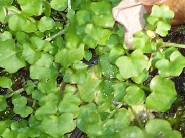 Piantina sul muschio - Cardamine hirsuta ?