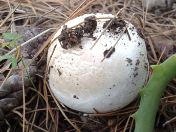 Agaricus arvensis ?