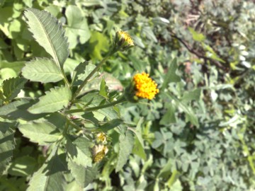 Bidens cfr. pilosa