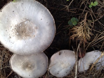 Agaricus arvensis ?