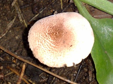 piccolo fungo (Lepiota subincarnata)