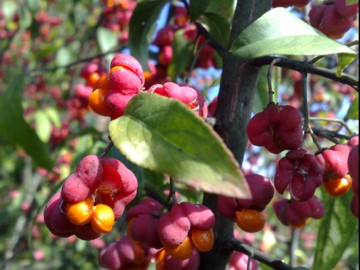 Arbusto con strani frutti - Euonymus europaeus