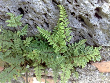 Piccola felce - Cheilanthes sp.