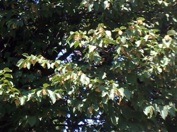 Ostrya carpinifolia