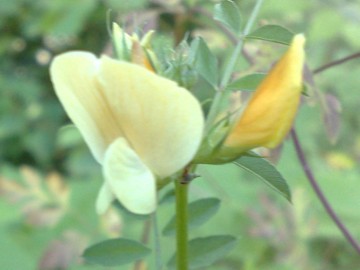 Vicia grandiflora / Veccia farfallona