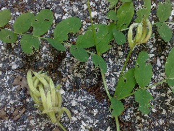 Fabacea - Astragalus glycyphyllos