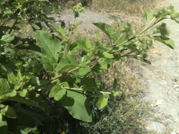 Una grande Erbacea - Arctium lappa