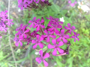 Silene armeria / Silene a mazzetti